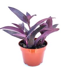 Image result for Tradescantia pallida
