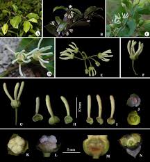 Image result for Artabotrys