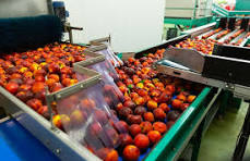 How Color Sorter Machines Work: Fundamental Principles