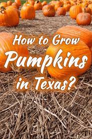 How To Grow Pumpkins In Texas