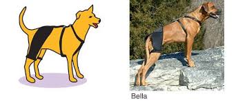 Splints and braces are good for soft tissue injuries. Hip Brace For Dogs With Hip Dysplasia Rajeshmotors Com