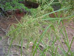 Image result for Scirpus pendulus