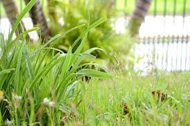 Pest control services in tucson az provides a variety of services including pest control, termite control and lawn care to many locations around tucson, az. Cost To Resod A Lawn In Arizona Evergreen Turf