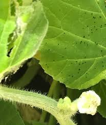 Cucumber And Zucchini Worms Organic Pest Control Green Sxm
