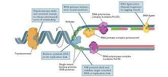 You may use the particular very same worksheet for many of your students. Topic 7 1 Dna Structure And Replication Amazing World Of Science With Mr Green