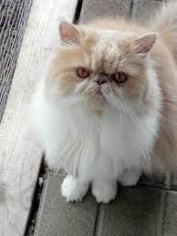 Paddy Cakes Feline Furry Friend Cats
