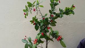 Image result for Ochnaceae