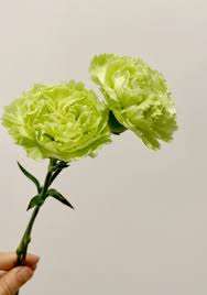 green carnation 康乃馨 flowers vegetables cabbage