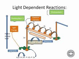 light dependent reactions flow chart google search biology