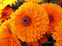 Calendula Marigold A To Z Flowers