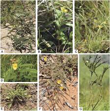 Image result for Chamaecrista plumosa