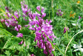 Image result for Polygala macrostigma