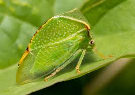 Image result for Philenoptera bussei