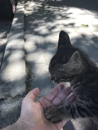Kucing Kedi Hayvan Mizahi Kediler Ve Yavrulari