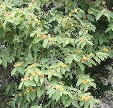 Image result for Grewia flavescens