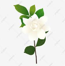 Hand Drawn Illustration Gardenia Flower Available For Commercial Use Gardenia Plant Plant Illustration Png And Vector With Transparent Background For Free Download