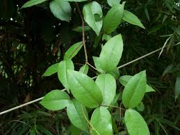 Image result for Zanthoxylum