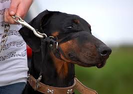 Rare incidents of skin irritation after wear. The Best Dog Headcollar For Stopping Pulling On The Lead