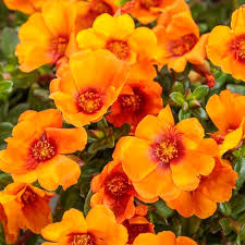 Image result for Portulaca