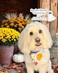 Spoiled Doods Grooming