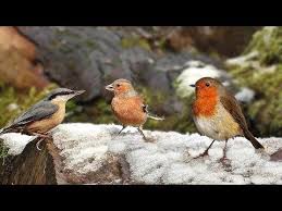 Birds For Cats To Watch Cat Tv A Video For Cats To Watch Birds In The Snow Youtube Cat Gif Bird Watching Cats