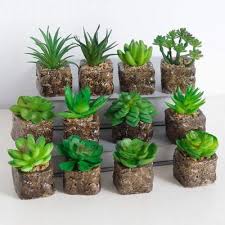 Los podemos crear mezclando diferentes variedades de ellos y podándolos para mantenerlos el mayor tiempo posible en la maceta. Cual Es El Mejor Mini Cactus De 2021 Resenas Y Guia