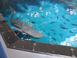 Georgia aquarium's ocean voyager exhibit is unfathomably large—the size of a football field, ranging from 20 to 30 feet deep and filled with 6.3 million gallons of saltwater. Picture Of The Week Whale Shark At Georgia Aquarium Aquanerd