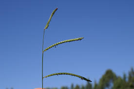 Image result for Urochloa eminii