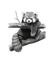 Rings should not look like a perfect circle rather than these would be oval. Panda Sketch Picture