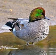 Falcated Duck Or Falcated Teal Mareca Falcata Breeds In Eastern Asia And Winters In Much Of South East Asia Duck Species Ducky Duck Waterfowl