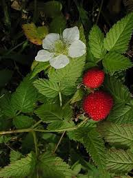 Image result for Rubus pinnatus