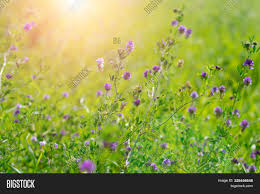 A white flowered garden pea is crossed with a homozygous 50/50 white flowers, purple flowers. Blooming Purple Image Photo Free Trial Bigstock