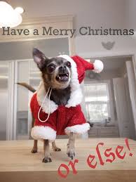 Funny Pet Before Christmas 20 Pics Funnyfoto Christmas Animals Merry Christmas Meme Christmas Memes Funny
