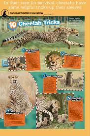 Learn All 10 Cheetah Tricks From The National Wildlife Federation To Help Save The Cheetah V Cheetah Facts For Kids Animal Facts National Wildlife Federation