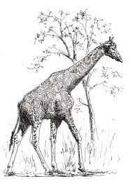 How To Draw A Giraffe In Four Quick Steps Giraffe Drawing Realistic Drawings Pencil Drawings Of Animals