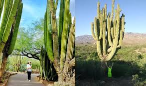 Cactus, flowering plant family comprising 139 genera and nearly 2,000 species, all of which are native to the new world with one possible exception. 10 Interestingly Huge Cacti Photos That Make You Look Like A Midget
