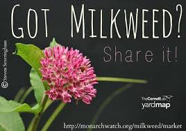 Monarch Watch Milkweed Market Milkweed Butterfly Garden Plants Bee Garden