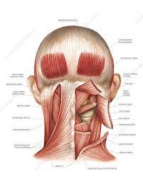 Cervical spine anatomy is quite complex. Nape Muscles Stock Image C020 0394 Science Photo Library