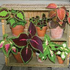 Image result for Coleus meyeri