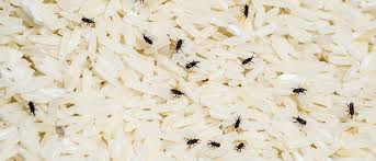 Weevils form in flour because the adults lay their eggs in the flour. Hatching Rice Dirty Flour Here S The Scoop Jp Pest Services
