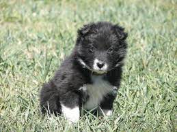Border Collie Puppies For Sale For Sale In Wellington Colorado Classified Americanlisted Com
