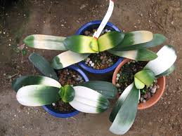 In this video i repot the clivia. Pacific Horticulture Cultivating Clivia