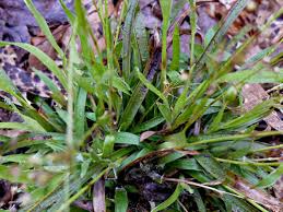 Image result for Luzula abyssinica