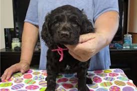 We are located in mcrae georgia. Boykin Spaniel Puppies For Sale From Reputable Dog Breeders
