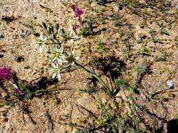 Image result for Ornithogalum pulchrum