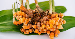 Image result for Afroligusticum runssoricum