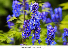 Image result for Ranunculaceae