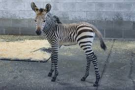 Copyright © 2021 insurance zebra. Racine Zoo Announces Baby Zebra Birth Public To Bid On Name
