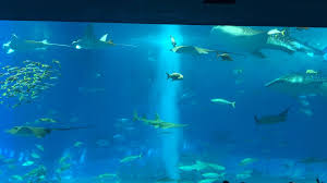 Aquarium In Okinawa Japan Okinawa Aquarium Japan
