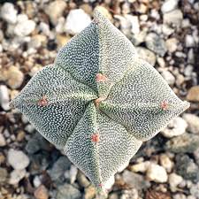 Image result for Biophytum crassipes
